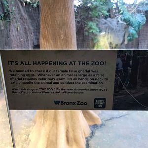 Bronx - RH - Tomistoma sign