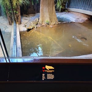 Bronx - RH - Cuban crocodile