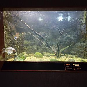 Bronx - RH - Fly River Turtle, Australian Rainbow Fish