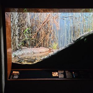 Bronx - RH - Chinese Alligators