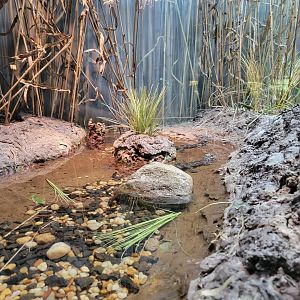 Bronx - RH - Chinese Alligators