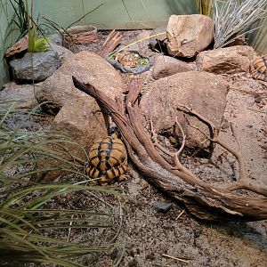 Bronx - RH - Egyptian Tortoise