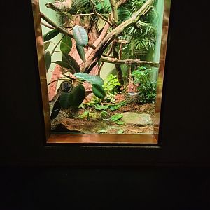 Bronx - RH - Black Tree Monitor