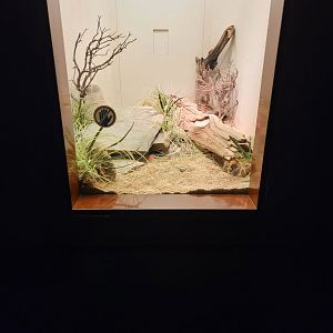 Bronx - RH - Shingleback Skink