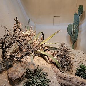 Bronx - RH - Southwestern Speckled Rattlesnake, Mojave Desert Sidewinder