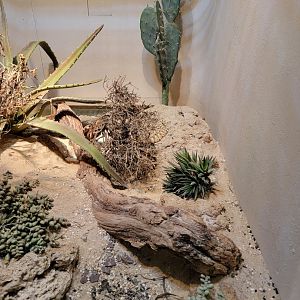Bronx - RH - Southwestern Speckled Rattlesnake, Mojave Desert Sidewinder