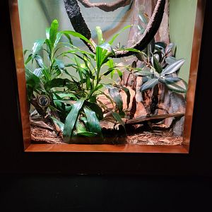 Bronx - RH - Bushmaster