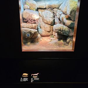 Bronx - RH - Pancake Tortoise, Mozambique Girdled Lizard