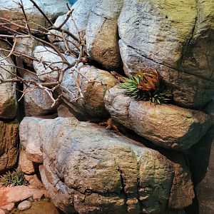 Bronx - RH - Pancake Tortoise, Mozambique Girdled Lizard
