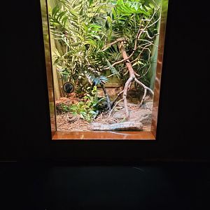 Bronx - RH - False Water Cobra