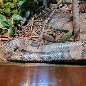 Bronx - RH - False Water Cobra