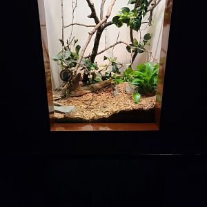 Bronx - RH - Variable Bush Viper