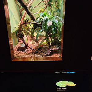 Bronx - RH - Emerald Tree Boa