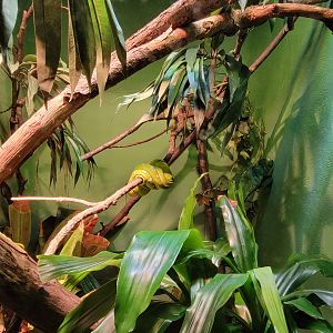 Bronx - RH - Emerald Tree Boa