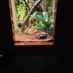 Bronx - RH - Green Tree Python