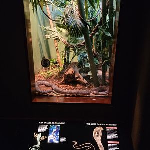 Bronx - RH - Asiatic Cobra