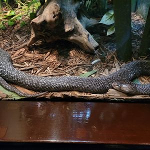 Bronx - RH - Asiatic Cobra
