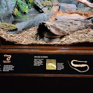 Bronx - RH - King Cobra