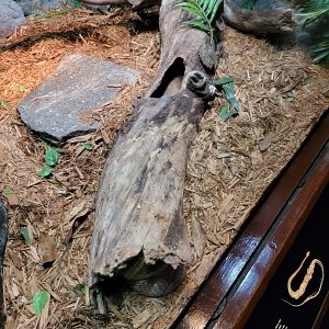 Bronx - RH - King Cobra