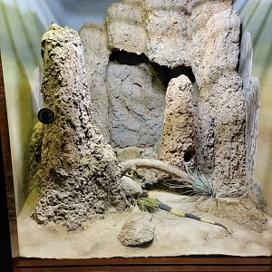 Bronx - RH - Egyptian Cobra (Banded cobra?)