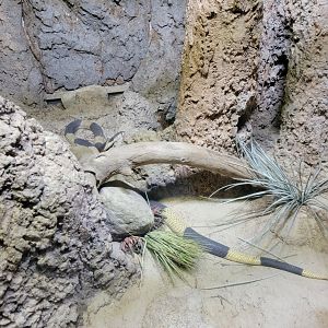 Bronx - RH - Egyptian Cobra (Banded cobra?)