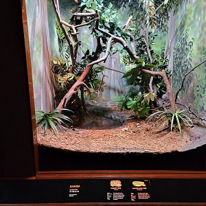 Bronx - RH - Gaboon Viper, Western Bush Viper