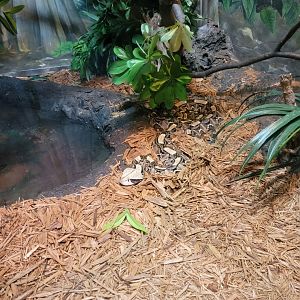 Bronx - RH - Gaboon Viper