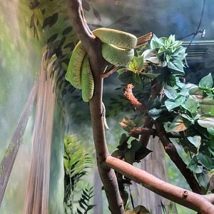 Bronx - RH - Western Bush Viper