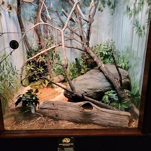 Bronx - RH - Mangshan Mountain Pitvipers