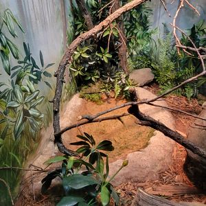 Bronx - RH - Mangshan Mountain Pitvipers