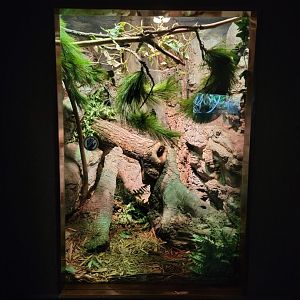 Bronx - RH - Timber Rattlesnake, Northern Copperhead, Rat Snake