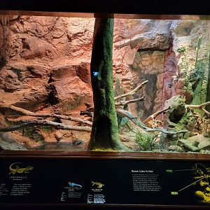 Bronx - RH - Chuckwalla, Gila Monster, Eastern Collared Lizard