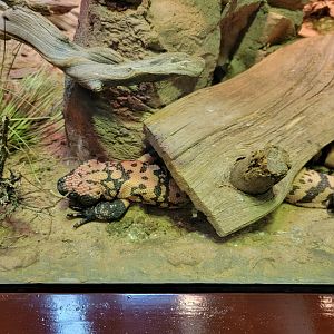 Bronx - RH - Gila Monster