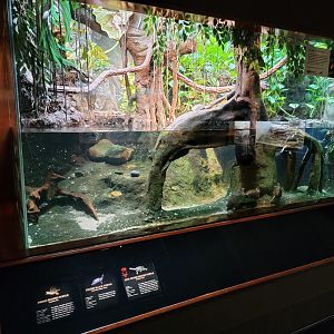 Bronx - RH - Indian Roofed Turtle, Cochin Black Turtle, Roti Island Snake-necked Turtle