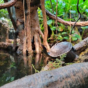Bronx - RH - Indian Roofed Turtle