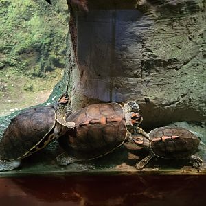 Bronx - RH - Indian Roofed Turtles