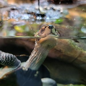 Bronx - RH - Indian Roofed Turtle