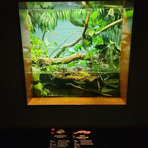 Bronx - RH - Four-eyed Turtle, Chinese Crocodile Lizard