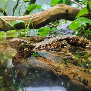 Bronx - RH - Chinese Crocodile Lizard