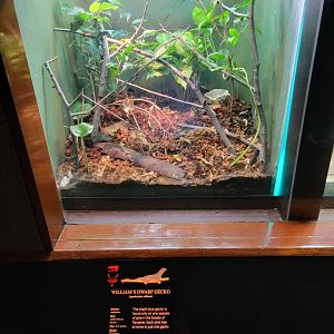 Bronx - RH - William's Dwarf Gecko