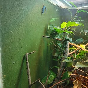 Bronx - RH - William's Dwarf Gecko