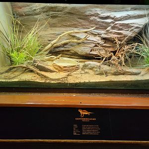 Bronx - RH - Giant Horned Lizard
