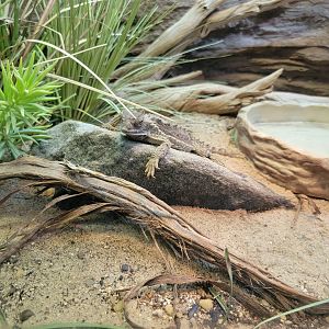 Bronx - RH - Giant Horned Lizard