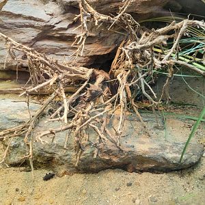 Bronx - RH - Giant Horned Lizard