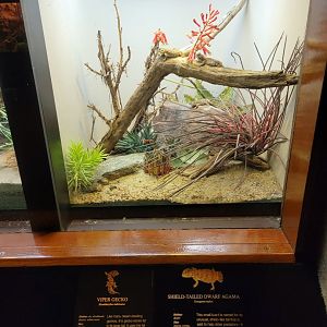 Bronx - RH - Viper Gecko, Shield-tailed Dwarf Agama