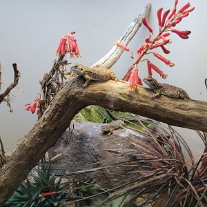 Bronx - RH - Shield-tailed Dwarf Agama