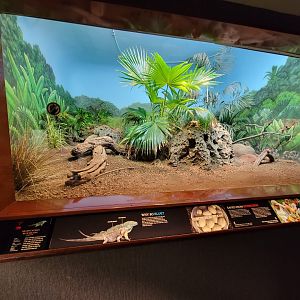 Bronx - RH - Grand Cayman Blue Iguana