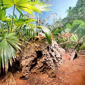 Bronx - RH - Grand Cayman Blue Iguana