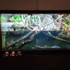 Bronx - RH - Spotted Pond Turtle, Giant Snake-necked Turtle, Red-bellied Short-necked Turtle