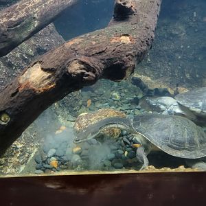 Bronx - RH - Giant Snake-necked Turtle